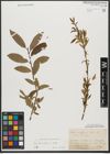 Foto von Salix triandra subsp. triandra L.